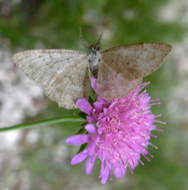 Geometridae?